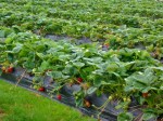 turners beach berry farm strawberries