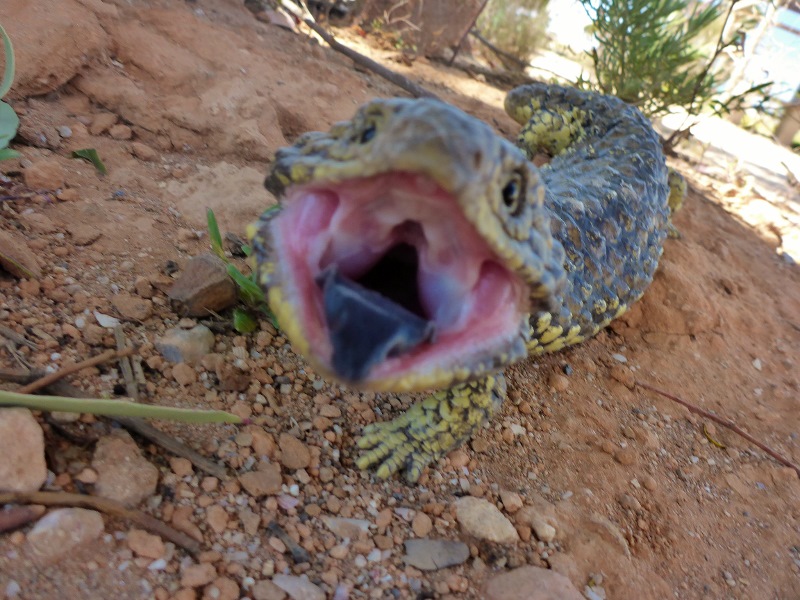 blue tongue lizard with blue tongue