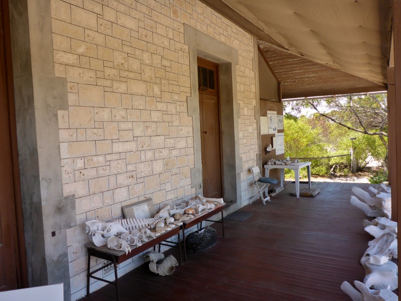 eyre bird observatory bones