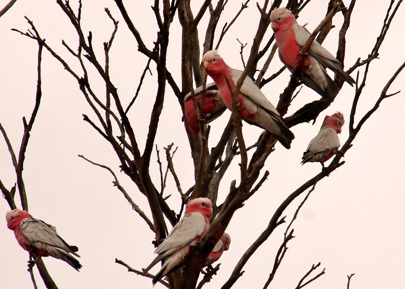 nullarbor nundroo pink and grey galahs
