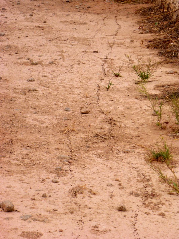 nundroo ant super highway