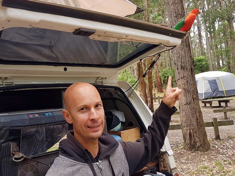 big hill campground king parrot on tailgate