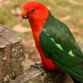 king parrot big hill campground
