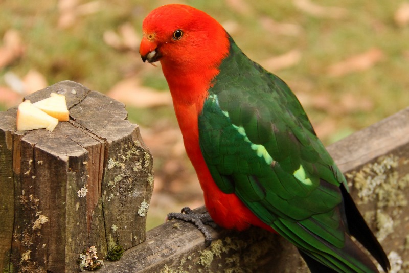 king parrot big hill campground