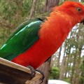 king parrot on tailgate