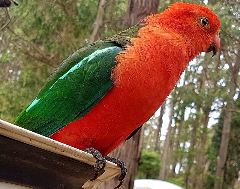 king parrot on tailgate