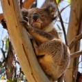 koala near kennet river