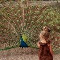 peacock at collingwood childrens farm