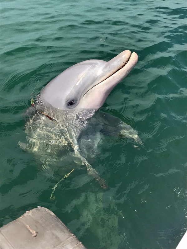 whyalla dolphin