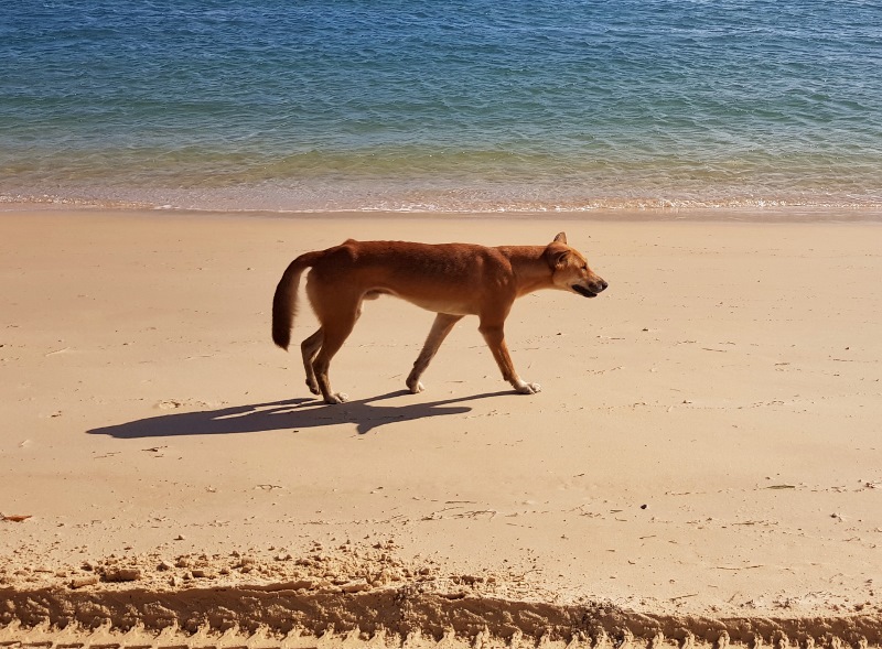 dingo beach stroll fraser island