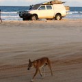 fishing with dingo fraser island