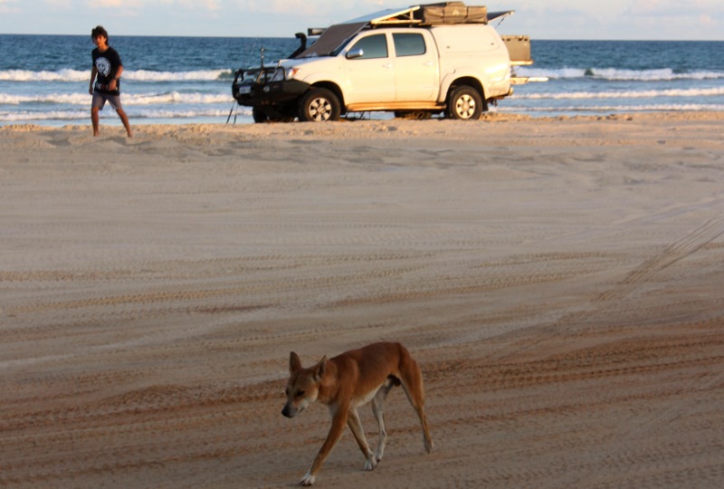 fishing with dingo fraser island