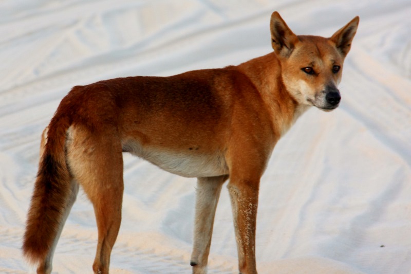 fraser island dingo on the beach