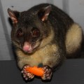 possum eating carrot
