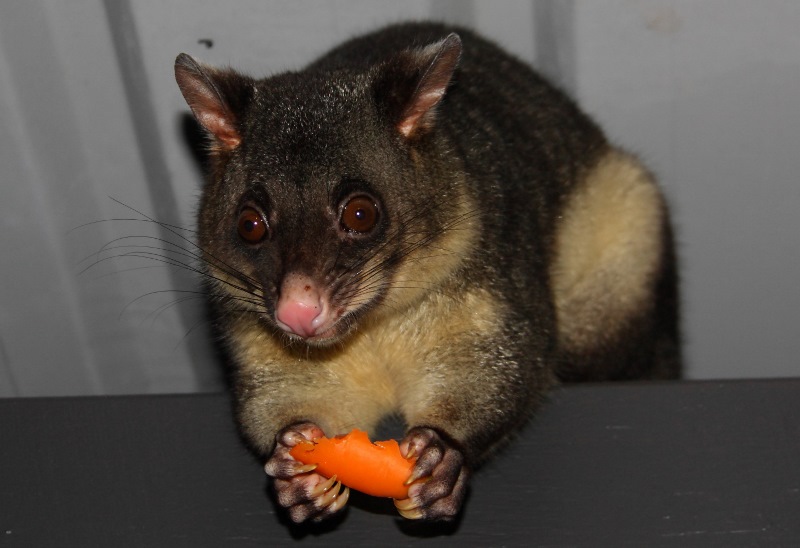 possum eating carrot