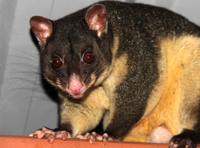 possum