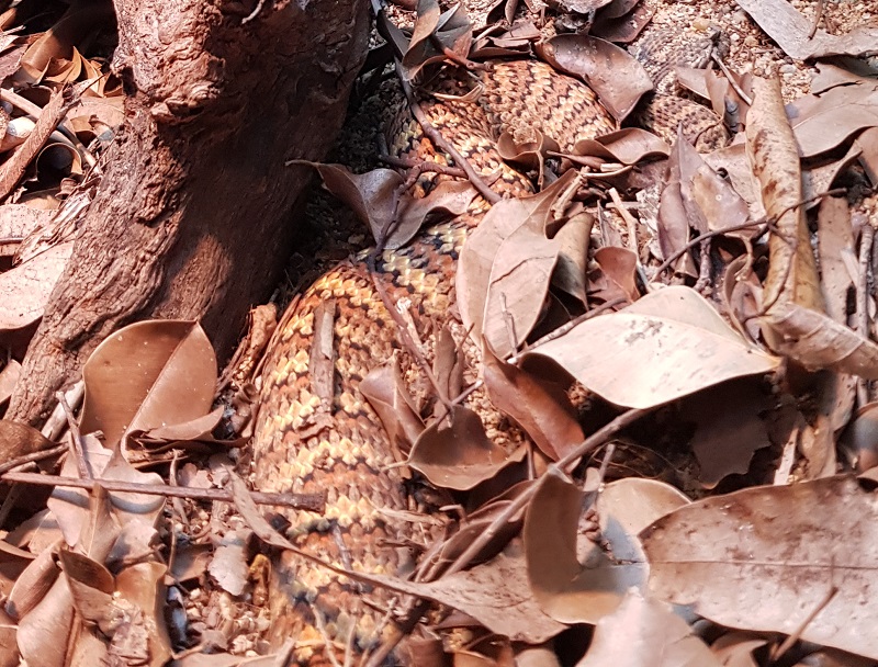 death adder in leaves